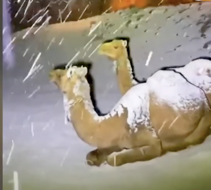 Camels relaxing during snowfall in Tabuk – in northwestern Saudi Arabia