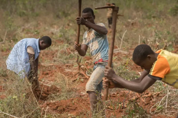 people working on a farm