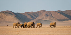 Southern African region