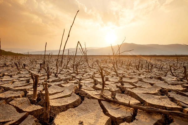 dead trees on parched soil
