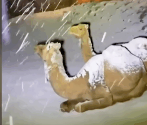 Camels resting in snowfall in Jabal Al-Lawz, also known as the mountain of almonds, in Tabuk.