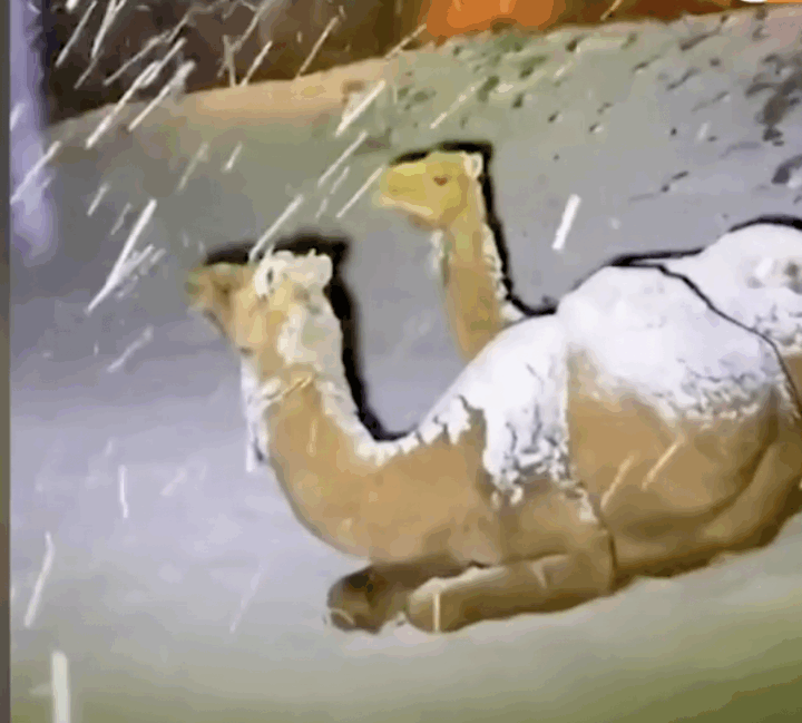 Camels resting in snowfall in Jabal Al-Lawz, also known as the mountain of almonds, in Tabuk.
