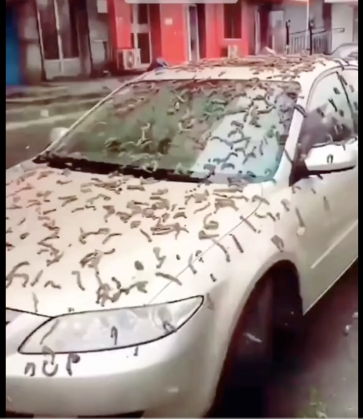 screenshot of worm-looking creatures that are actually catkins from poplar tree