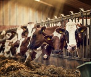 A file photo of a stead of cows