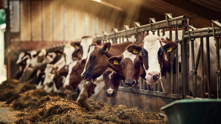 A file photo of a stead of cows